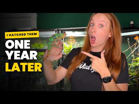 Meet the Baby Chameleons I'm Keeping! | 1 Year Update