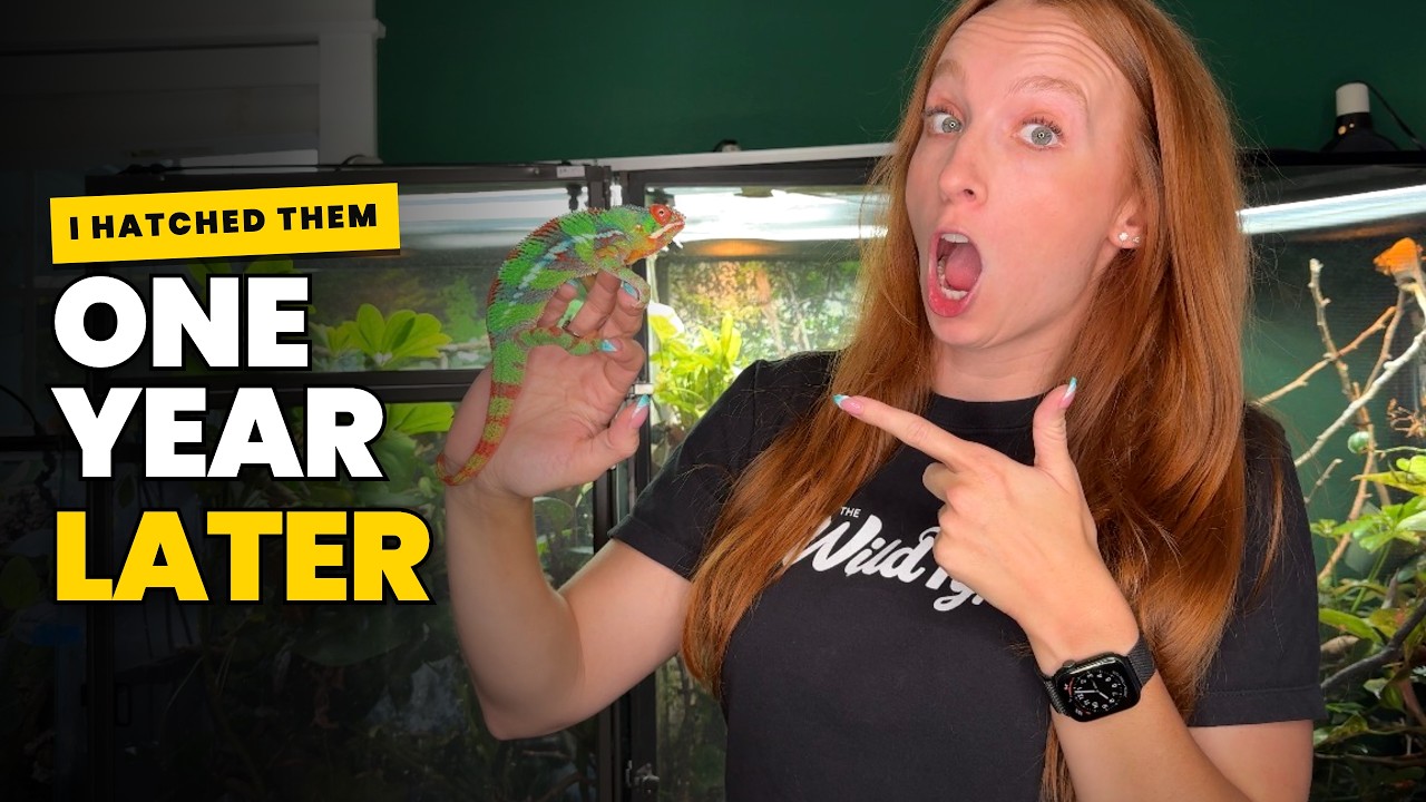 Meet the Baby Chameleons I'm Keeping! | 1 Year Update