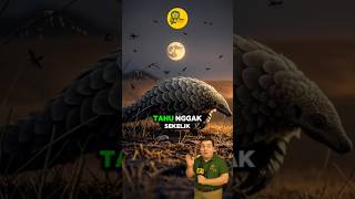 Bukan Reptil, Tapi Bersisik!? Ini Mamalia Paling Aneh di Dunia! #Pangolin #HewanBersisik #Zookepo