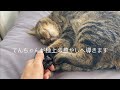 てんちゃんはママを再起不能にさせるようです