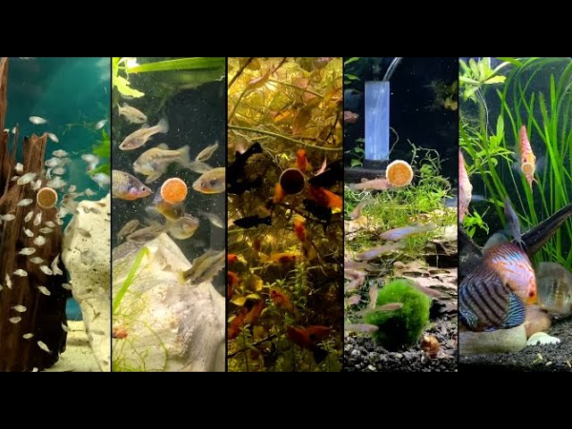 O-Nip Joy content media