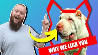 Why SHAR PEI's LICK You