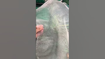 Túi Chã Cước Thoáng Khí Cực Bền Đựng Khoai Tây, Khoai Lang, Bọc Mít hay hoa quả!!#thinhhanh #review