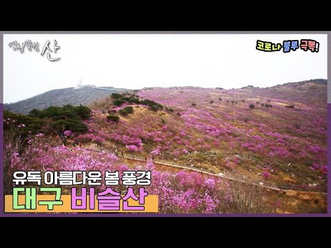 [영상앨범산] 진달래 군락이 만든 분홍빛 바다, <strong>대구</strong> 비슬산 | “꽃 피는 봄이 오면 <strong>대구</strong> 비슬산” (KBS  140427 방송)