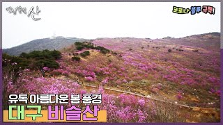 [Mountain Album] A Pink Sea Created by Azalea Colonies, Daegu Biseulsan Mountain | “When the Bloo...