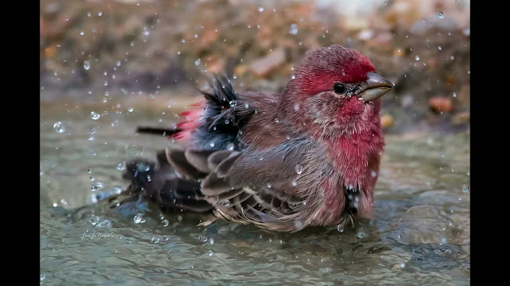 La Lomita Wildlife Photography Ranch, Uvalde, Texas