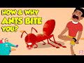 How do ants bite  why do ants bite humans  fire ant sting  the dr binocs show