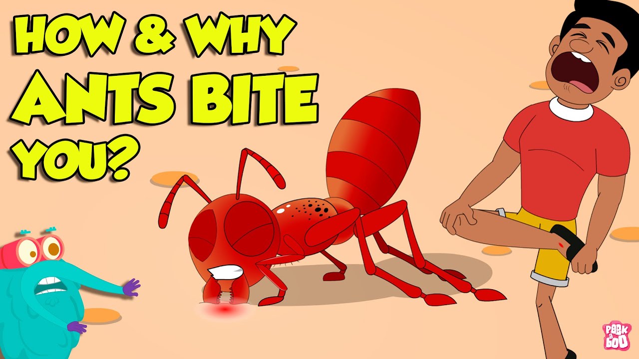 How Do Ants Bite  Why Do Ants Bite Humans  Fire Ant Sting  The Dr Binocs Show