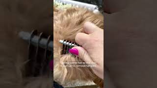 How to use our dematting comb #doggrooming #doggroomer #dogshorts #doodlegrooming #dematting