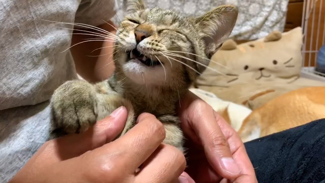 爪切りで文句を言い続ける猫 Cat nail clippers