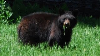 Yosemite National Park-Bears and Waterfalls (With Yosemite Facts/Figures)