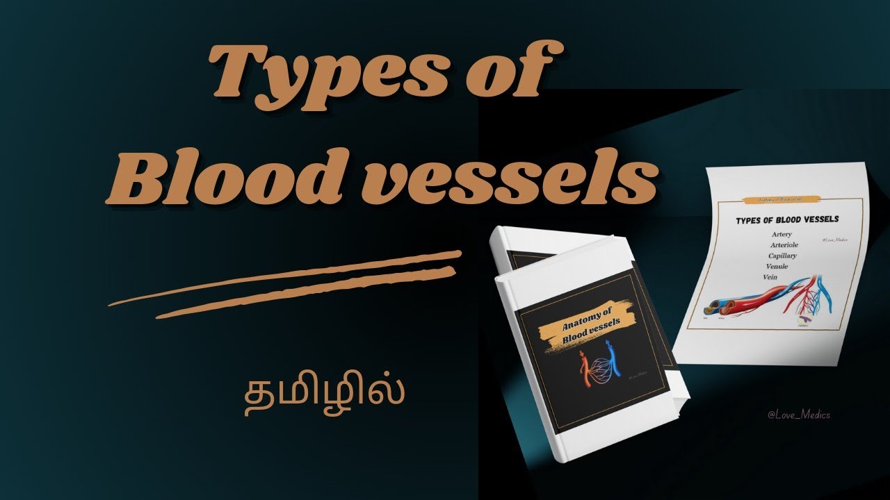 Types of blood vessels & their anatomy in Tamil || Artery, Arteriole, Capillary, Venule, Vein