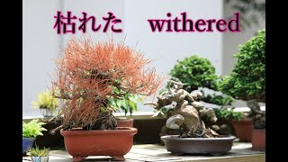 枯れた盆栽（Withered盆栽）