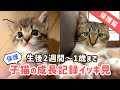 キジシロ子猫の成長記録！生後2週間〜1歳までをイッキ見
