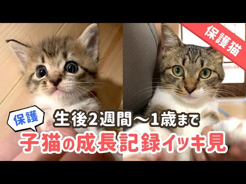 子猫の成長過程8週間完全ガイド｜体重・お世話のポイント解説