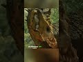 The Heterodontus with a mouth sore who was abandoned by his own mother
