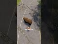 БАГ С МЕДВЕДЕМ И КАБАНОМ в RUST РАСТ