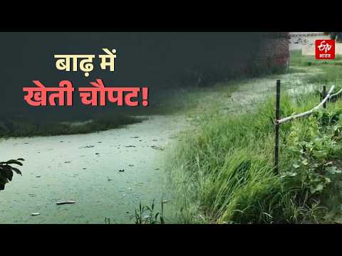 Bihar Flood : '30 बीघे धान की फसल डूब गई, कर्ज लेकर खेती किए थे', किसानों की पीड़ा, उन्हीं की जुबानी