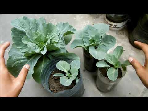 Video: Repollo cultivado en contenedores - Cómo cultivar repollo en contenedores