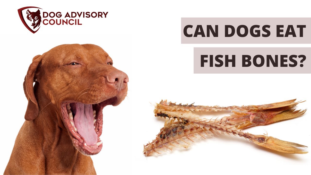 What is safe for Dogs to eat. To pick out all the Bones from the Fish предложение. Dogs eat перевод на русский