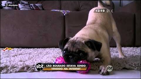 Cão roubado estava sendo vendido na internet