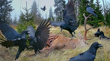 Suara dan Panggilan Gagak / Burung-burung Berpesta dengan Rusa yang Jatuh