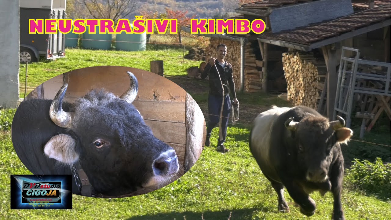 - Dva odlična bika sa kukastim rogovima idu u neizvjestan dvoboj