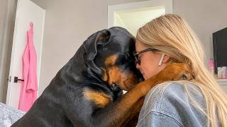 My Husband’s Rottweiler Never Chose Me… Until We Were Left Alone