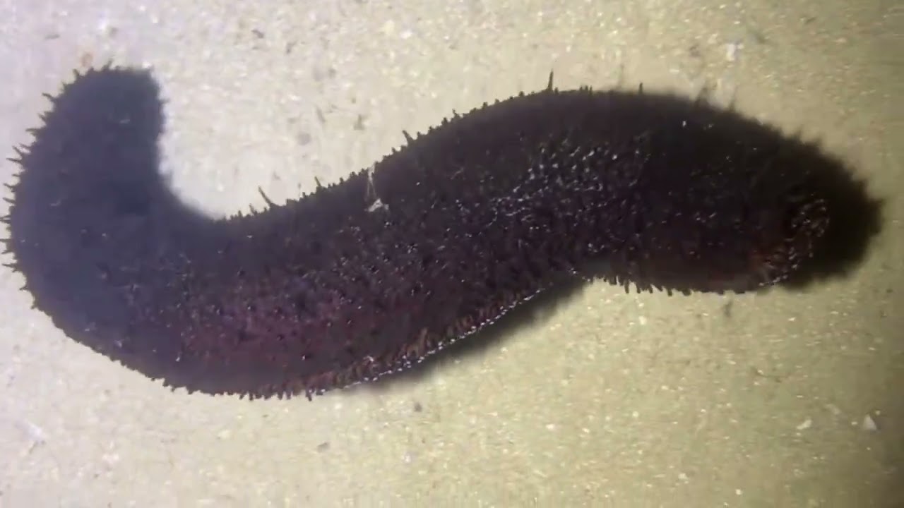 What is there to see at the beach today, and what kind of seafood can we catch?