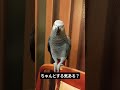 休日のボケ#ヨウム #インコ