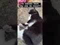 Please comment #dothingsyoudontwanttodo #cat #catsfood #haveitoldyoulatelythatiloveyou #funny #cute
