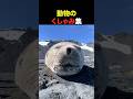 動物のくしゃみ集【マニアックな集】
