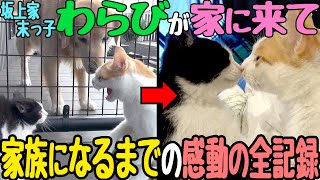 新入りニャンコが家族になるまでの坂上パパと兄弟の奮闘記