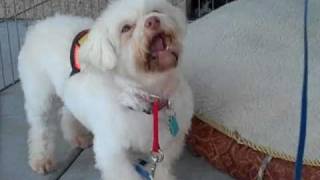 Phoebe - Furry Friends Rescue