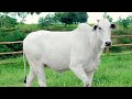 35 - NFSF 803