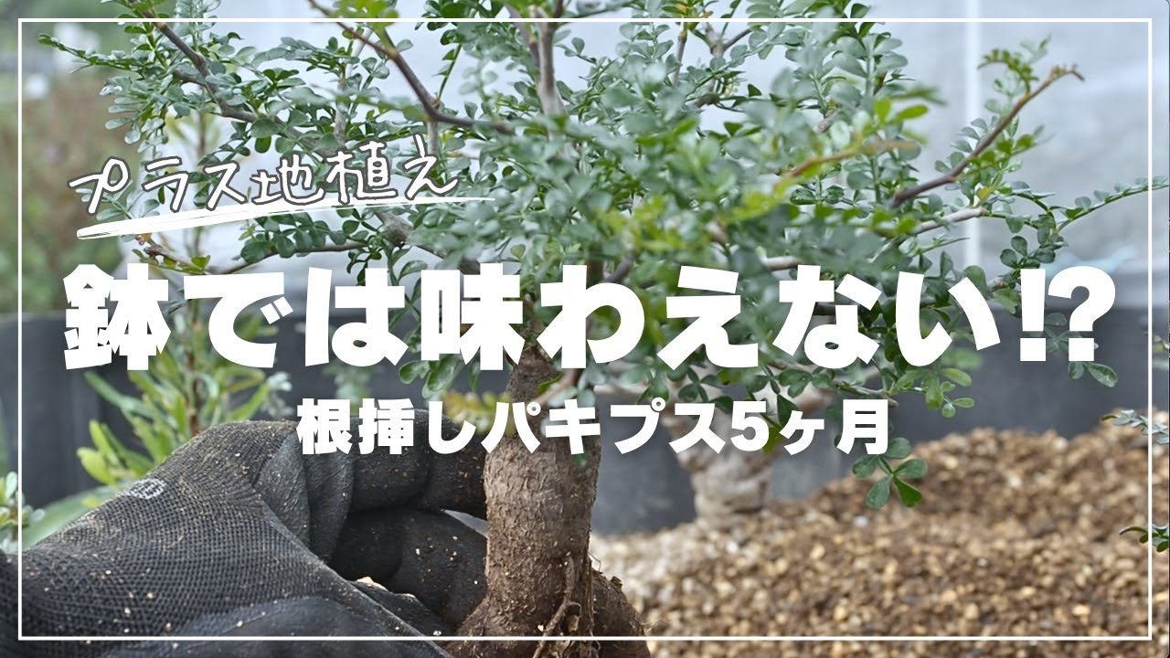 根挿しパキプス5ヶ月｜地植えプラスで鉢植えでは味わえない成長速度!?