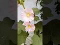 Hollyhock Paper Flower In My Garden|| Hollyhock Flower🌱👍🌸#gardening #hollyhock #shortsviral