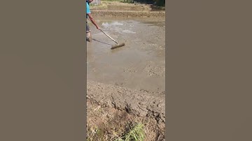 The process of paddy field leveling = good tools to increase efficiency