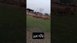 Wildlife animals barasingha #subscribe#youtube #viral #video #shorts