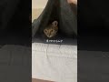 茶化しに行ってごめん #猫 #ねこ #ネコズ