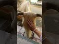 Pran pran me Hari.#Animal lover#krishna priyo.