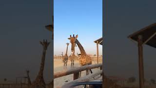 Download Mp3 Sheikh Hamdan (فزاع 𝙁𝙖𝙯𝙯𝙖)  Giraffe🦒 Dubai 23.11.2022 Gudang lagu Download Mp3 Sheikh Hamdan (فزاع 𝙁𝙖𝙯𝙯𝙖)  Giraffe🦒 Dubai 23.11.2022