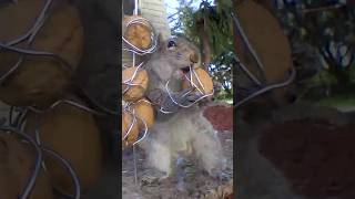 松鼠大戰鐵核桃，就是不服輸| Squirrel vs. Iron Walnuts | Nutty Unlocking Adventures squirrel funnyanimal