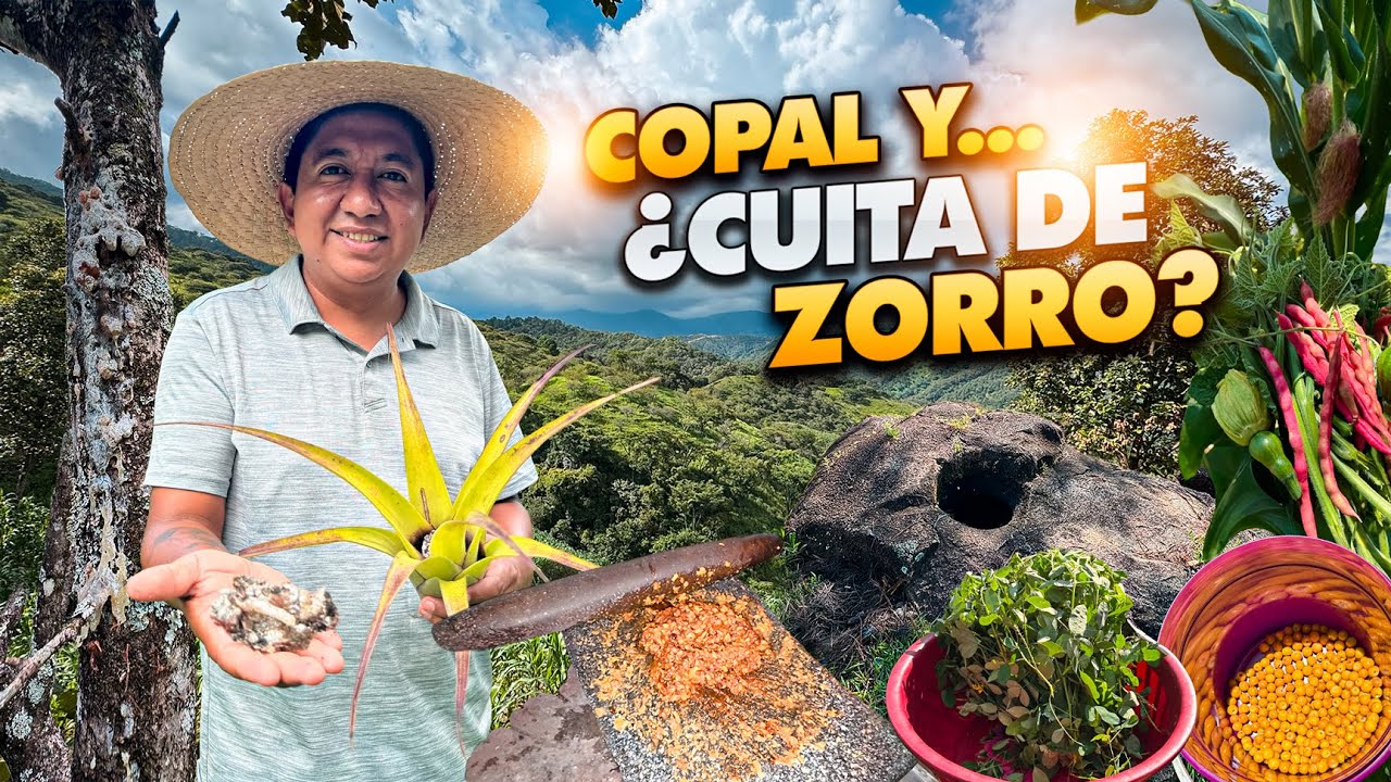 ¡Probé la CUITA de ZORRO y recolecté COPAL! En Totomixtlahuaca.