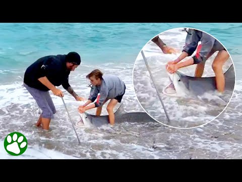 Tapfere Männer retten gemeinsam einen Hai