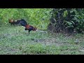 AYAM PIKAT HEBAT...# DAPAT AYAM HUTAN HIJAU...(PEMIKAT)