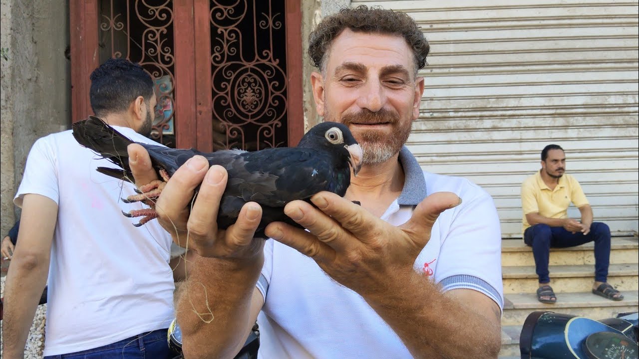 ايه الاسعار اللي احنا بنسمعها دي 😱داخل سوق المحله الكبرى حمام الغزار والزاجل والكلفه الزغاليل 