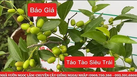 11/5 BÁO GIÁ Lô Táo Tàu SẴN TRÁI đủ cỡ: Tiger Tooth, Silverhill, Sugar Cane, Panzao ☎️092.391.6866