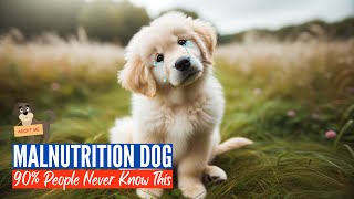 8 Tips To Identify Malnutrition In Dogs (Every Dog Owners Must Know)