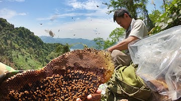 Người Thợ Ong Sử Dụng Công Cụ Phá Đá Đặc Biệt. Mật Đen Già Núi Cao